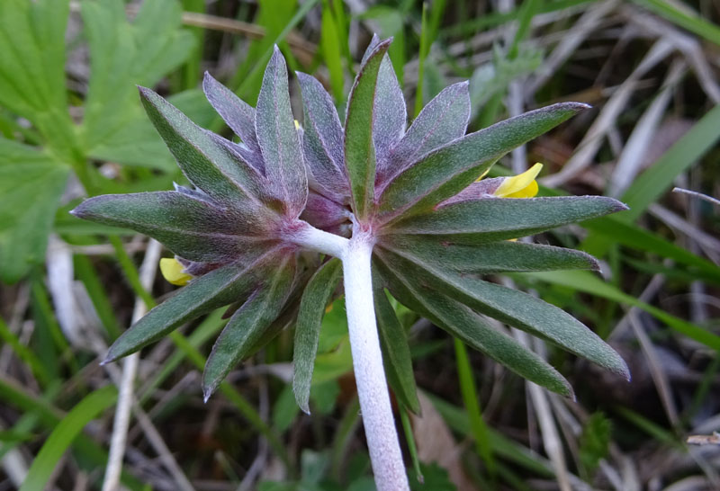 Anthyllis vulneraria - Fabaceae